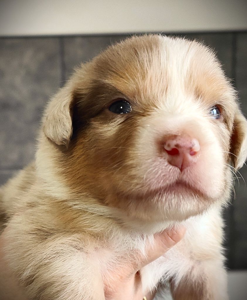 chiot Berger Australien Des Chéris A Lily